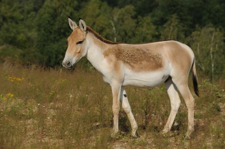 Kunga donkey hybrid already bred 4,500 years ago