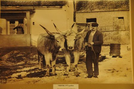 Puzta cattle and the Natural Park Zasavica