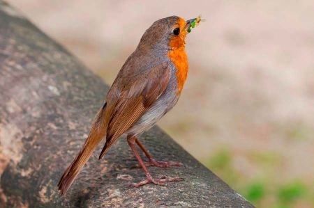 Tierische Untermieter suchen Zuflucht im Garten
