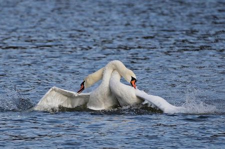 b_450_450_16777215_00_images_leben_fauna_schwaene-03.jpg