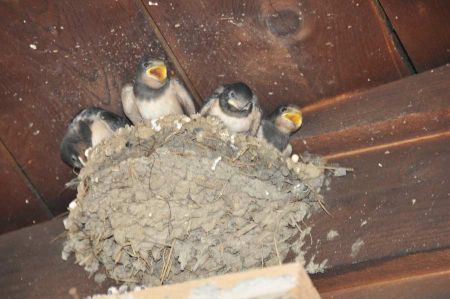 Young swallows in the nest - shouting we're hungry!