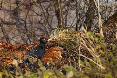 Courtship season of black woodpecker begins in mid-February