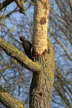 schwarzspecht 03