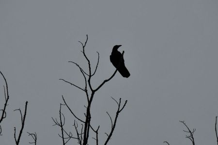 Bird watching at the golf course near Stuttgart