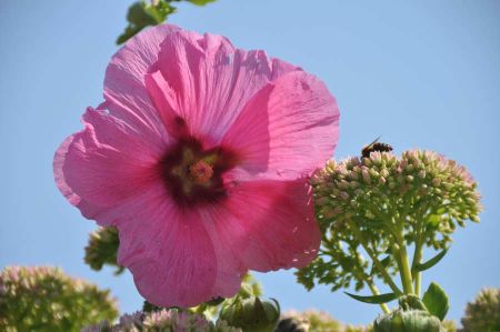 Wohnraum für den Wildbienen-Nachwuchs