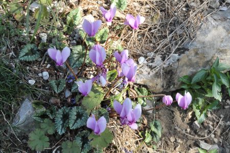 Wild alpine violet - this plant has lot of secrets