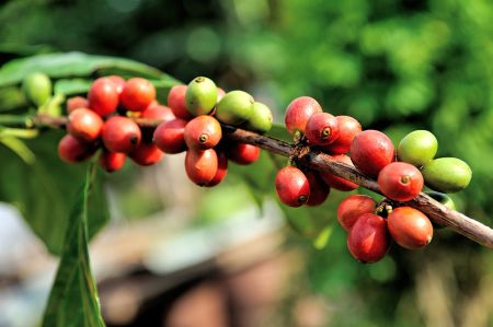 Arabica coffee - Economically of great relevance