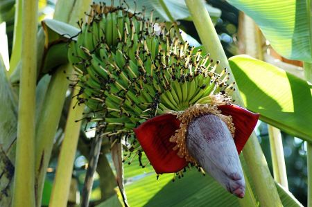 bananen baum 05