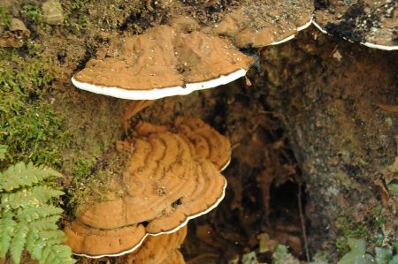 Tinder sponge - tree fungus in the castle´spark of Falkenstein