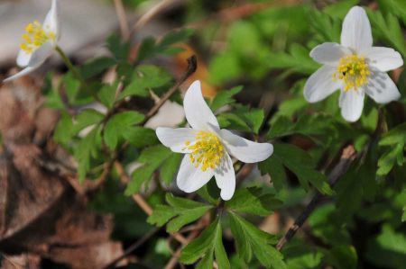 Wood anemone - white flowers in the green carpet