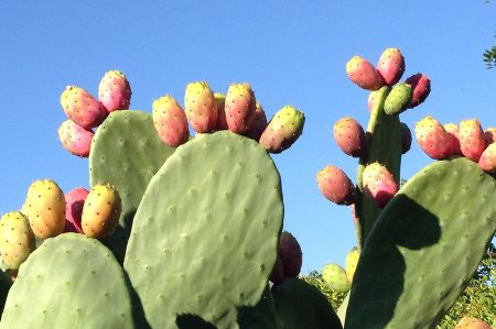 cactus feige 15