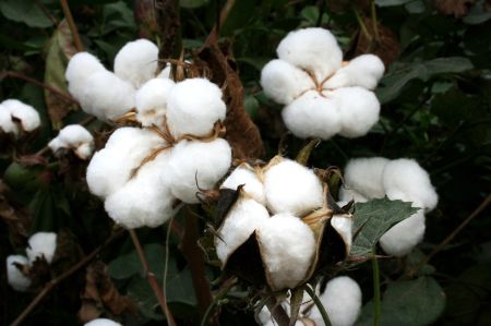 cotton manavgat 2