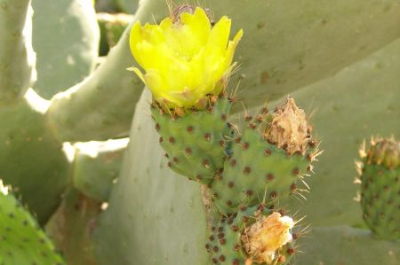 The prickly pear - once a Native American crop