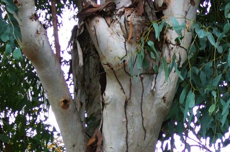The eucalyptus tree is also spreading in the Mediterranean