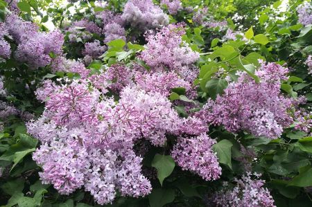 Lilac - not just gorgeous flowers and scents?