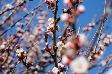 Almond trees - first flowers show up in the sunshine