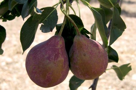 Historical Perspective on Turkey's Fruit Heritage