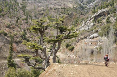 Traditional and bizarre - the Lebanon Cedar
