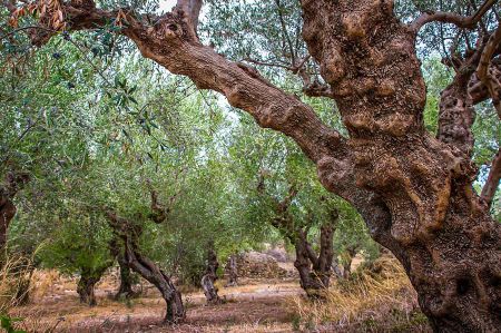 olive grove hain