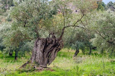 olive tree alt 2
