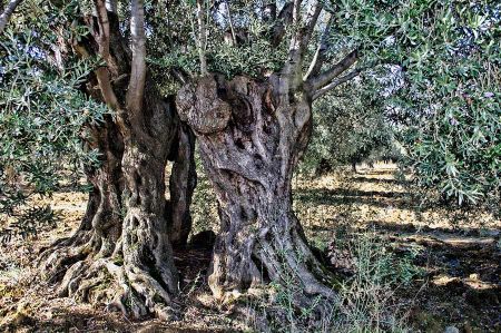 olive tree hain 2