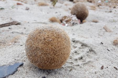 Seebälle am Strand von Durres - kugelrund in großen Mengen