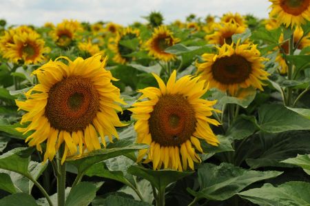 Sunflowers - raw material for many different foods
