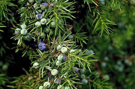 wacholder beeren 012