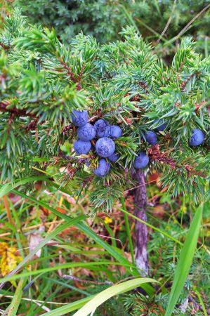 wacholder beeren 013