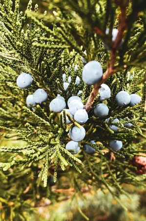 wacholder beeren 014