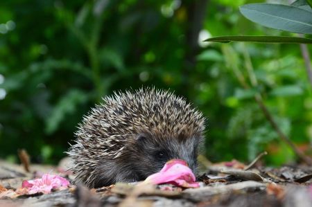 Forest is not an amusement park!