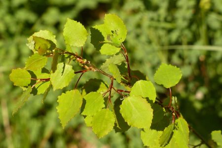 Aspen - For International Day of Forests on March 21 