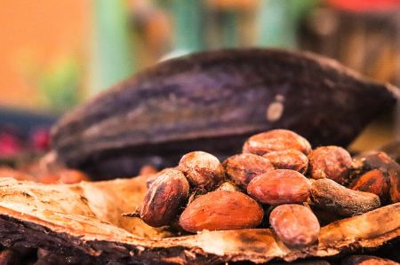 Cocoa - a natural product from the tropical rainforest