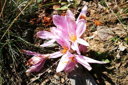 Saffron - precious flower and spice of love