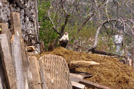 Herstellung von Fladenbrots 