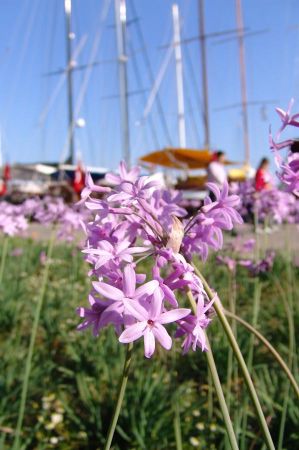 bodrum farbenpracht 01