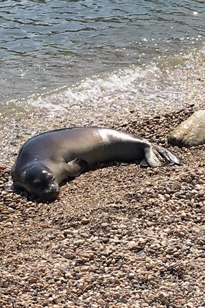 foca mediterranian seal