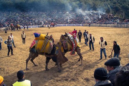 The historically legendary Selçuk camel fight