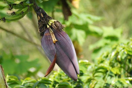 bananen gazipasa 01