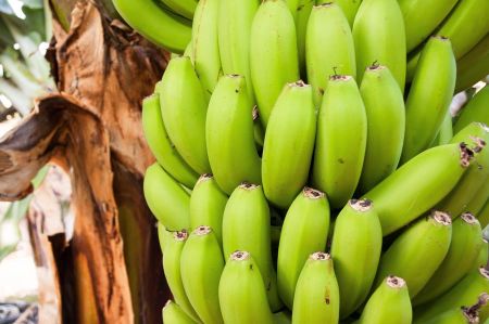 bananen gazipasa 02