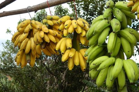 bananen gazipasa 03