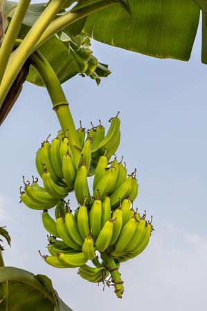 bananen gazipasa 06