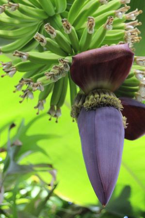 bananen gazipasa 07