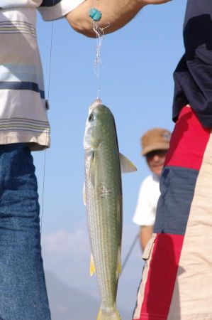 harpunenfischen alanya 04
