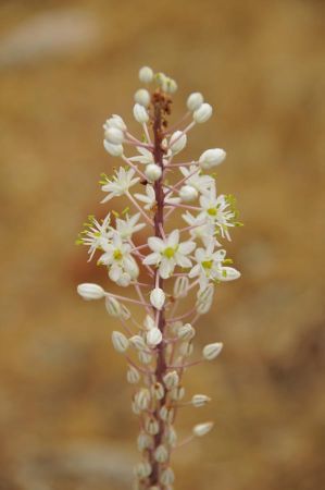 Xanthos Experte Dorn 08