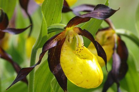 A destination: Lechtal when the lady's slipper is blooming