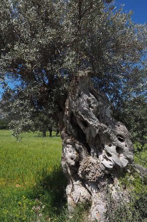 olives zypern 09