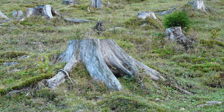 Türkiye: still growing construction boom endangers forests