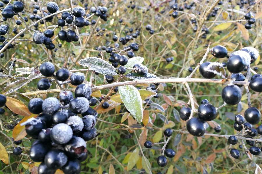 Spaziergang bei Bodenfrost - auch ein Naturschauspiel