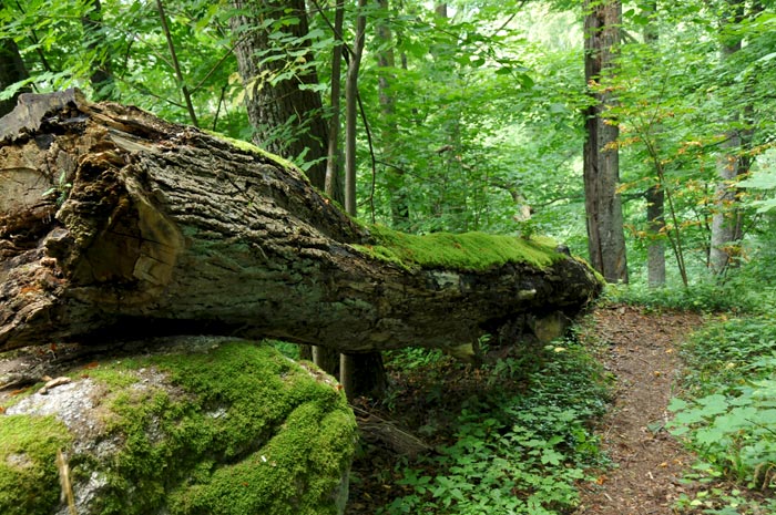 Walk in the Slopes of Falkenstein Castle